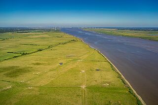 des paturages bordent la loire