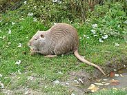 Agrandir l'image, .JPG 1 Mo (fenêtre modale)