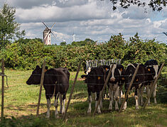 Deux éolioennes en arrière champ, un moulin et au premier plan des vaches noires et blanches - Agrandir l'image, .JPG 774,7 Ko (fenêtre modale)